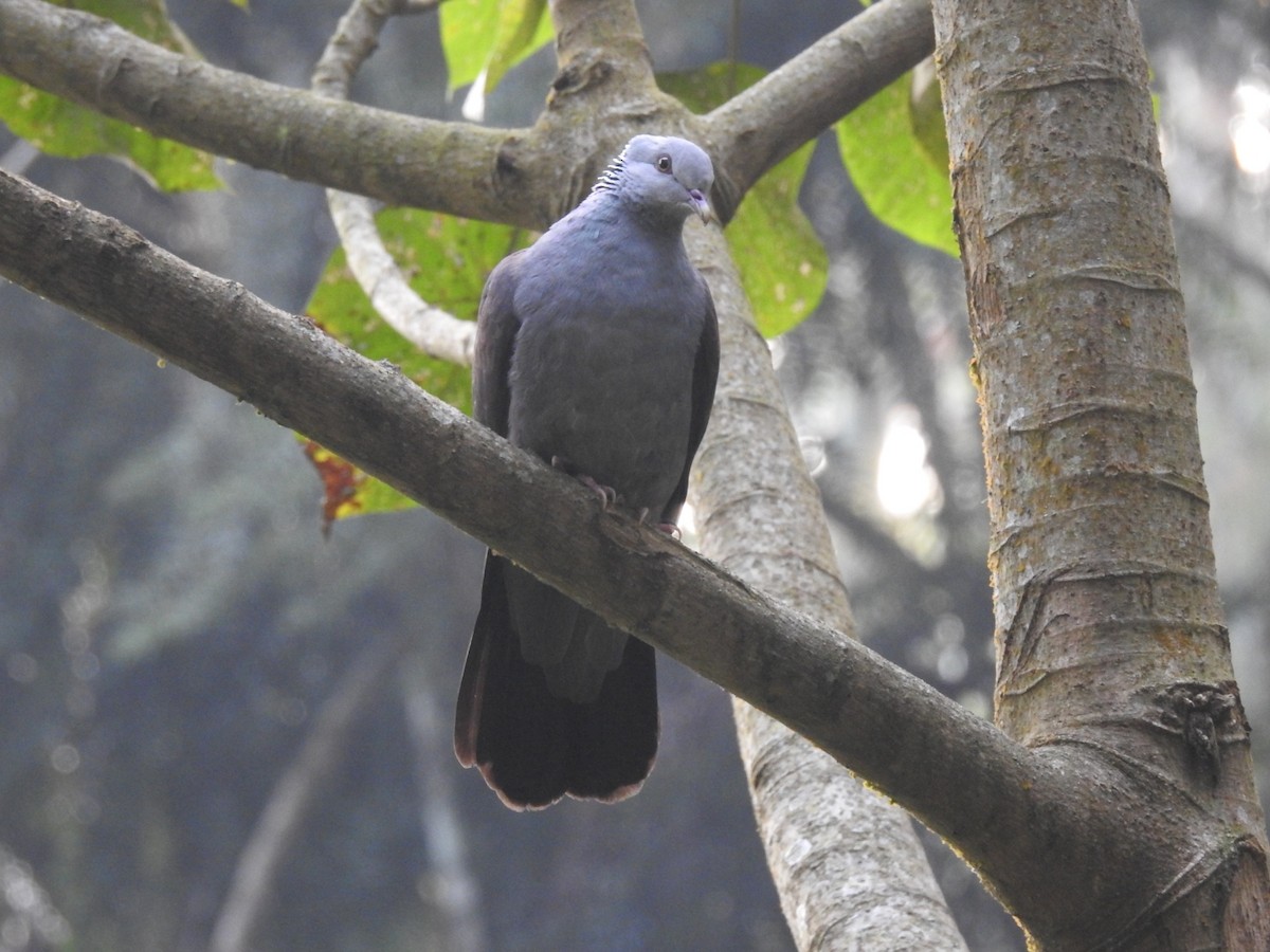 Nilgiri Wood-Pigeon - ML616099469