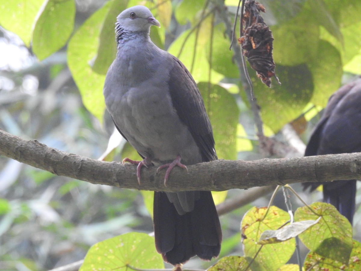 Nilgiri Wood-Pigeon - ML616099470
