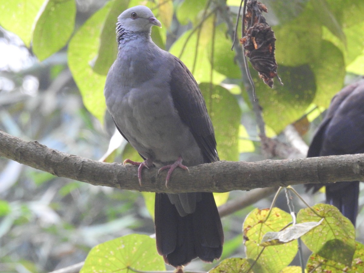 Pigeon d'Elphinstone - ML616099470