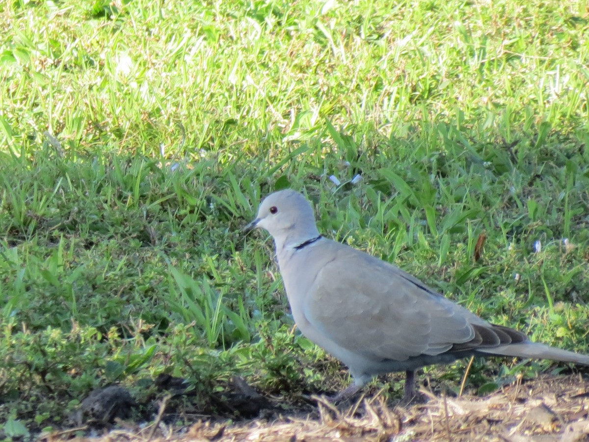 Eurasian Collared-Dove - ML616099471