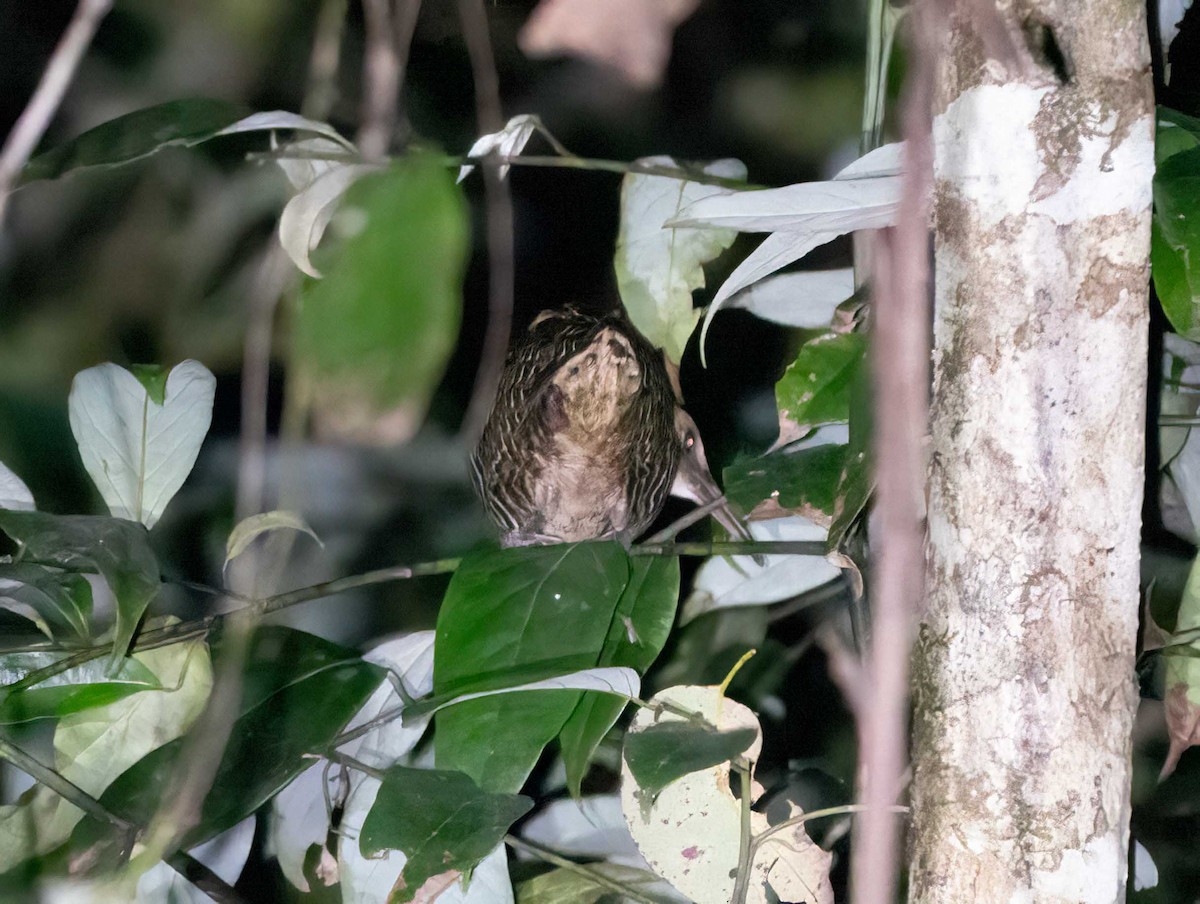 Lewin's Rail - ML616099507