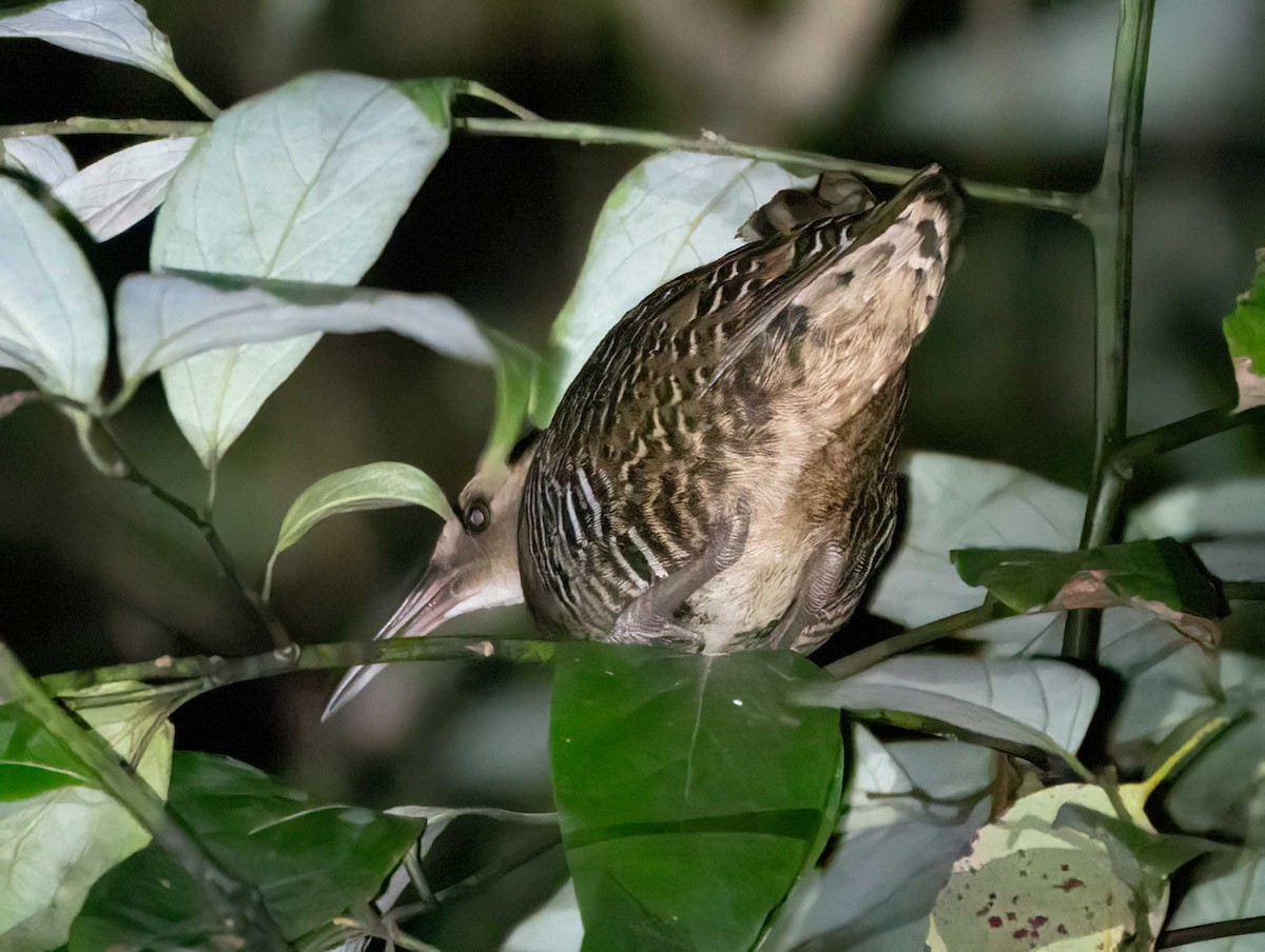 Lewin's Rail - ML616099509