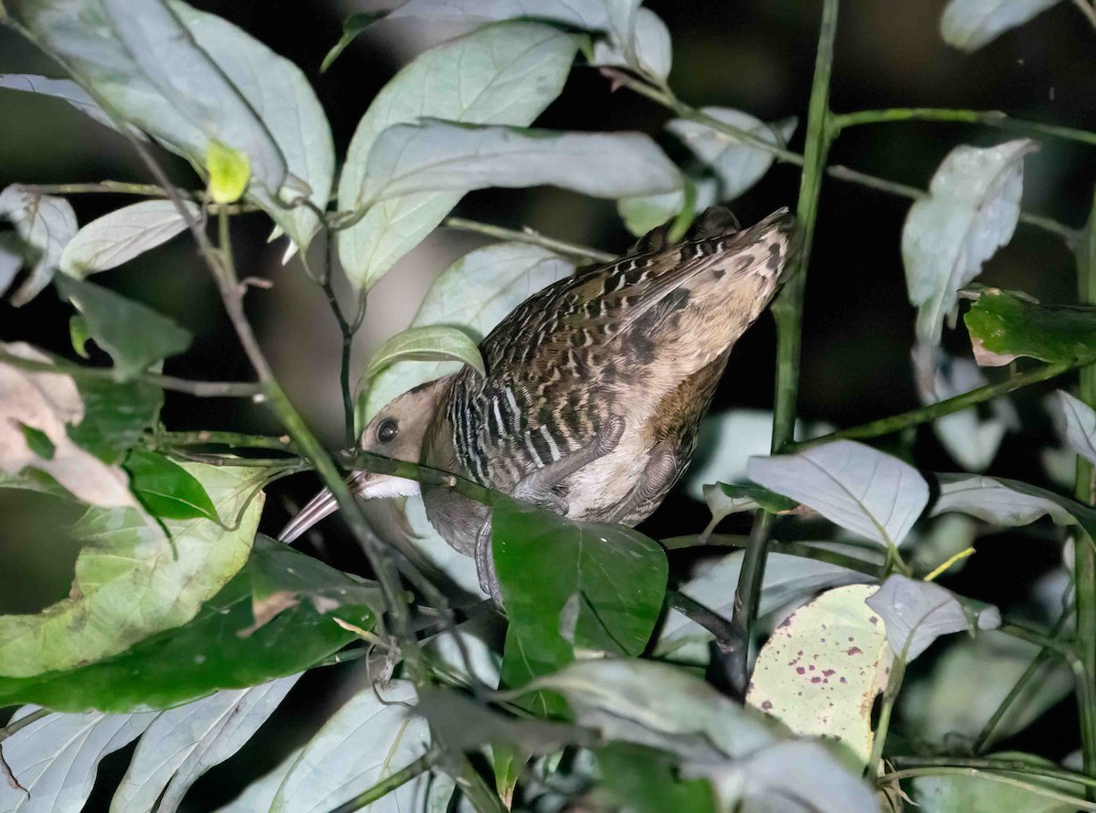 Lewin's Rail - ML616099510