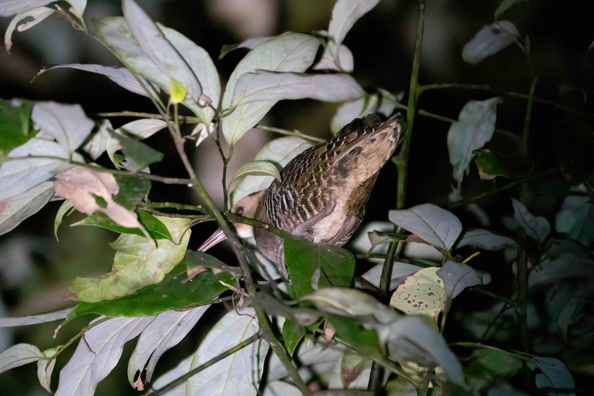 Lewin's Rail - ML616099511