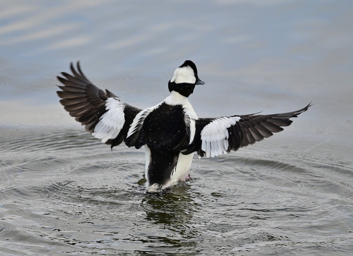 Bufflehead - ML616099557