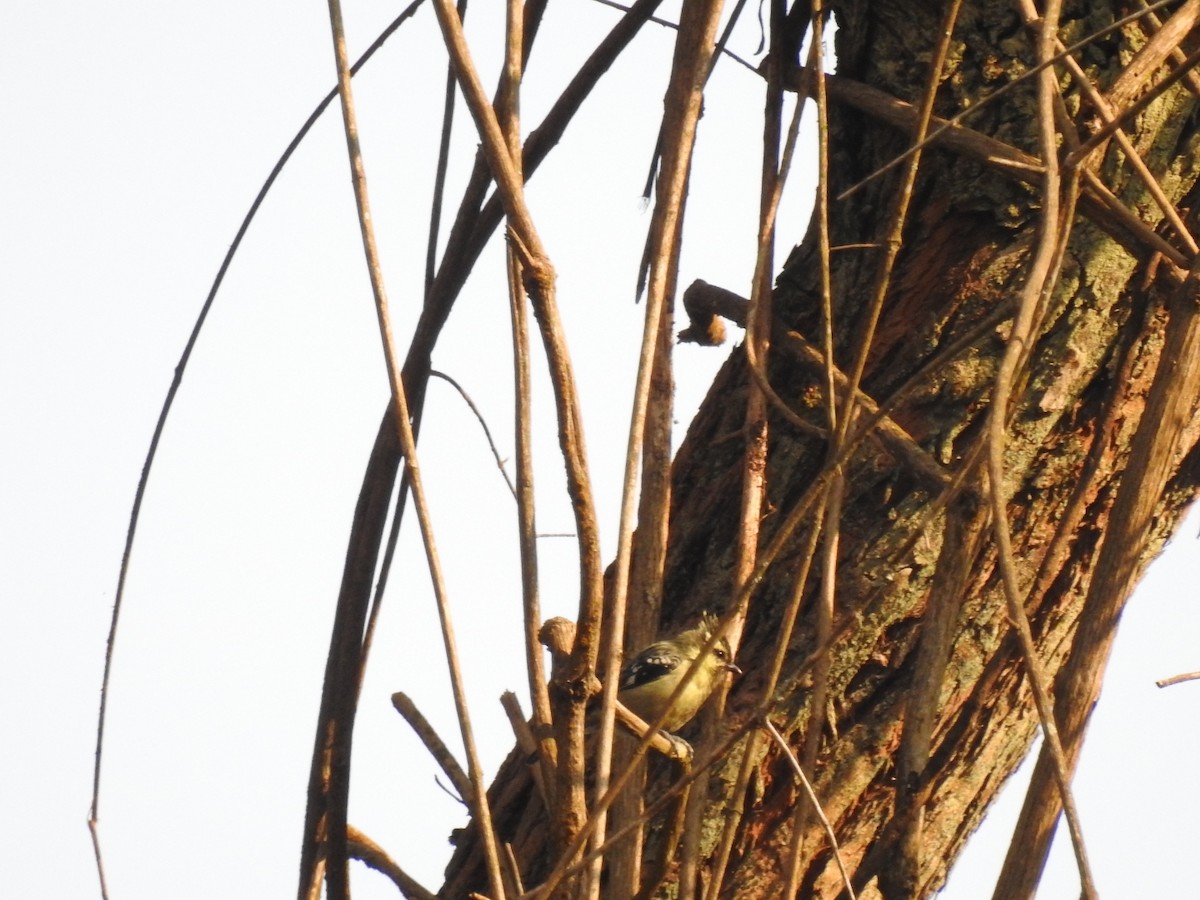 Indian Yellow Tit - ML616099563