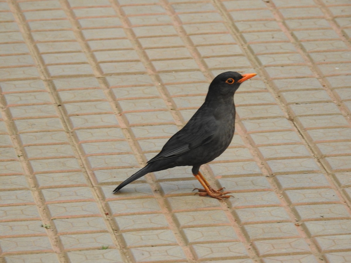 Indian Blackbird - ML616099569