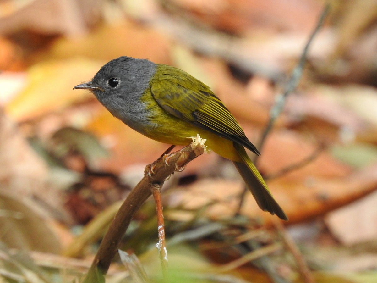 Gray-headed Canary-Flycatcher - ML616099603