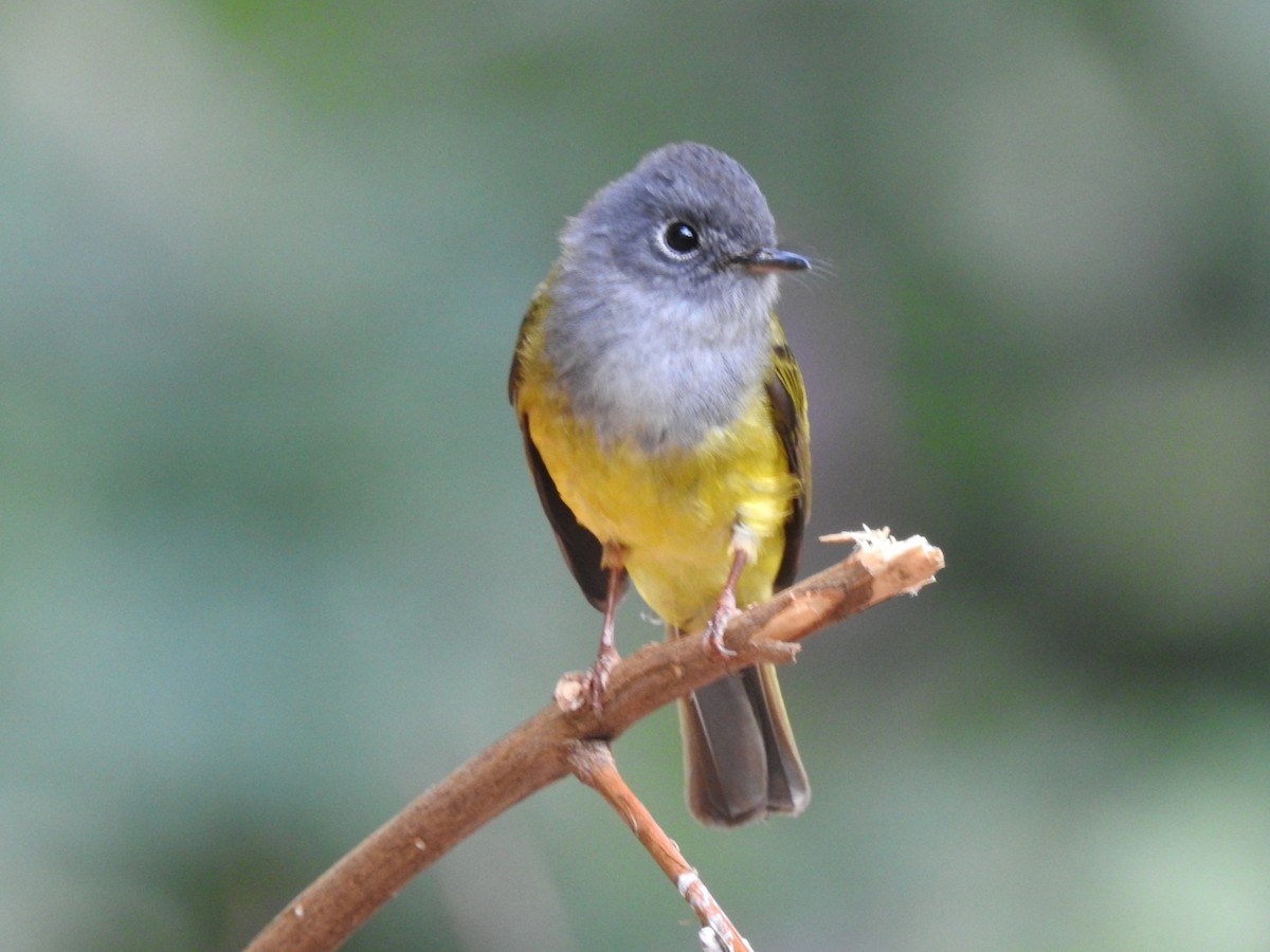 Gray-headed Canary-Flycatcher - Mallikarjuna Agrahar