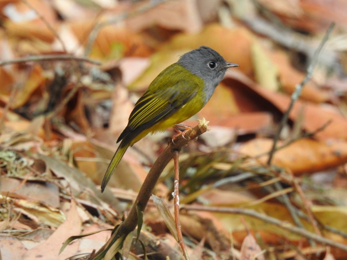 Gray-headed Canary-Flycatcher - ML616099605