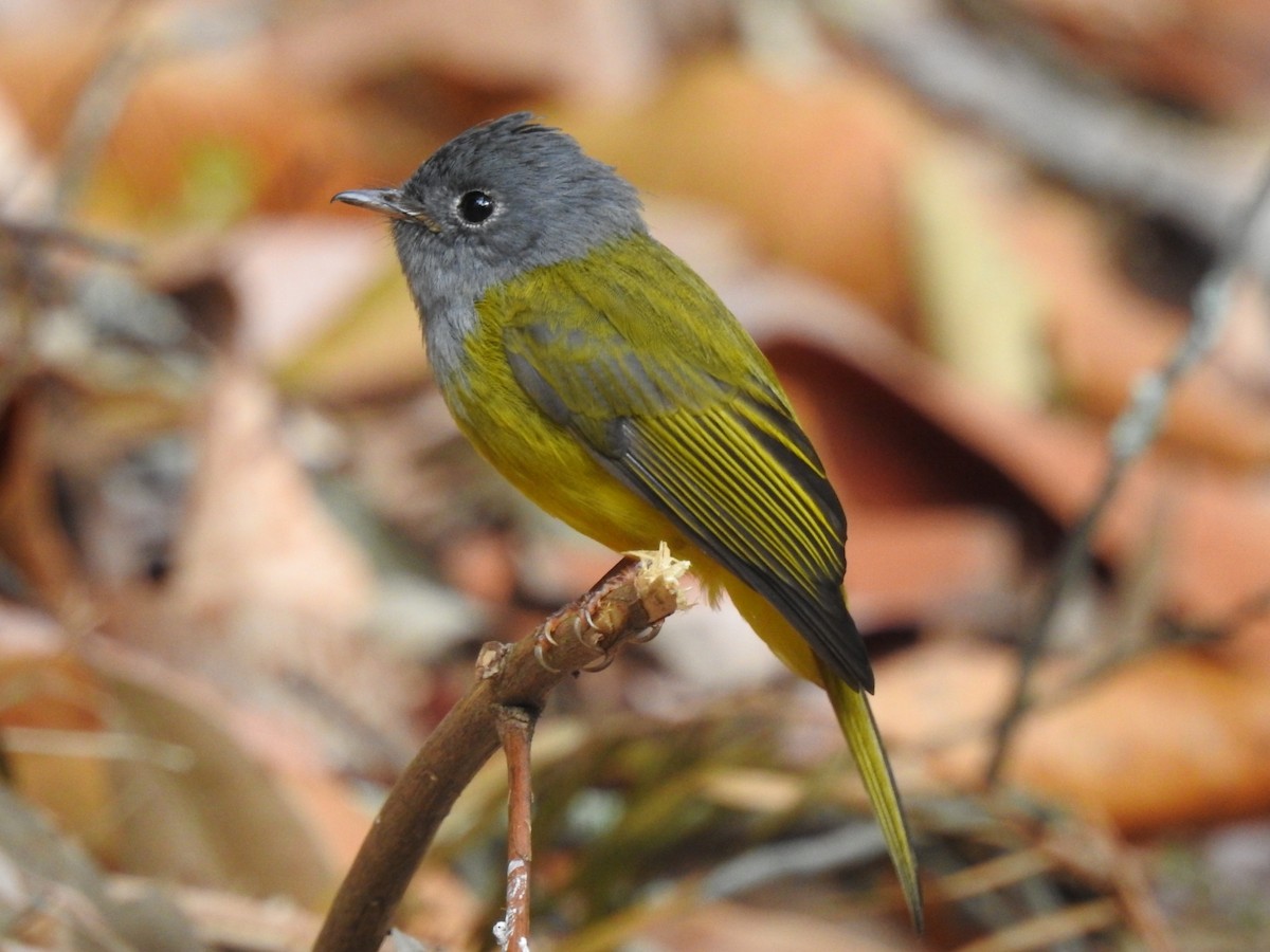 Gray-headed Canary-Flycatcher - ML616099607