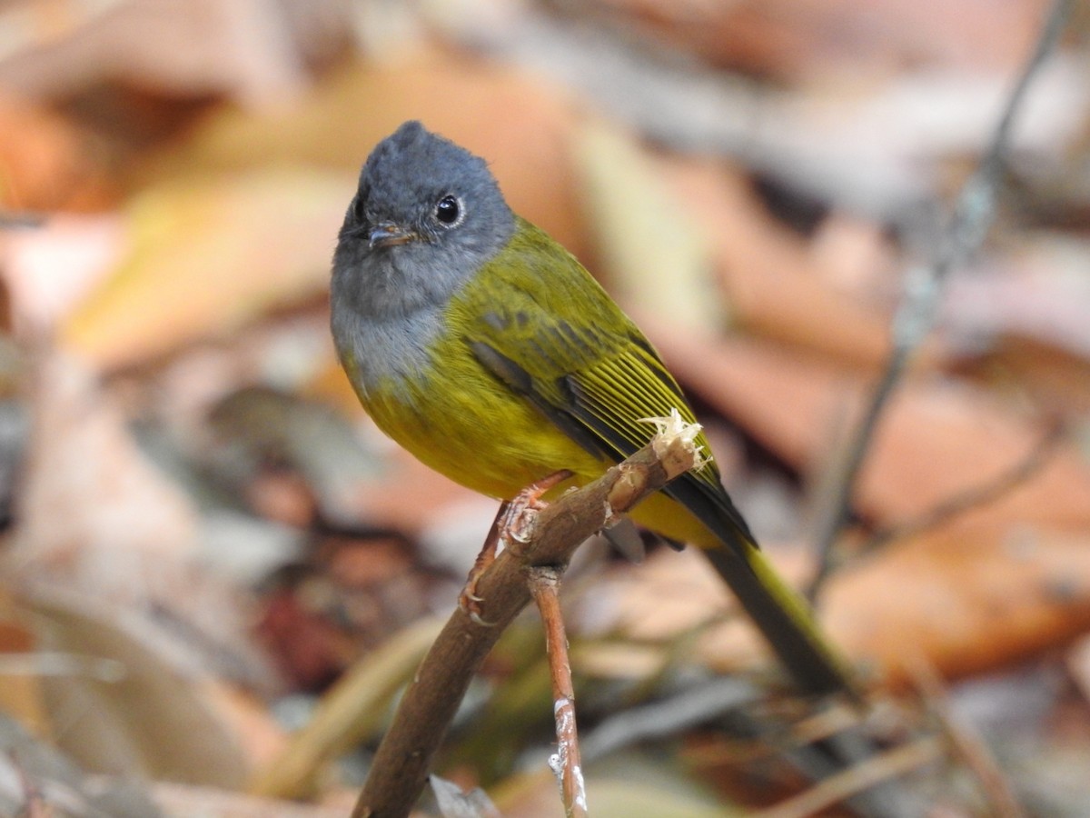 Gray-headed Canary-Flycatcher - ML616099608