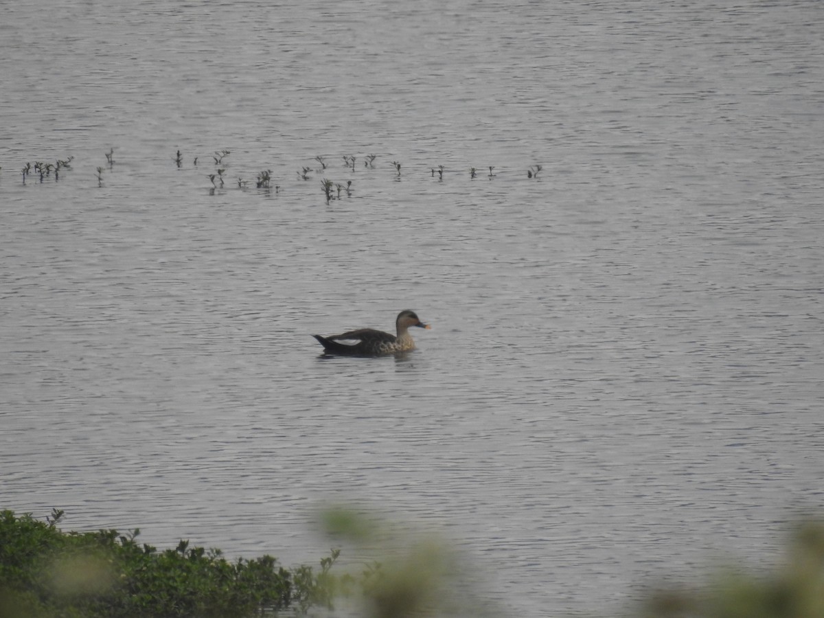 Indian Spot-billed Duck - ML616099665