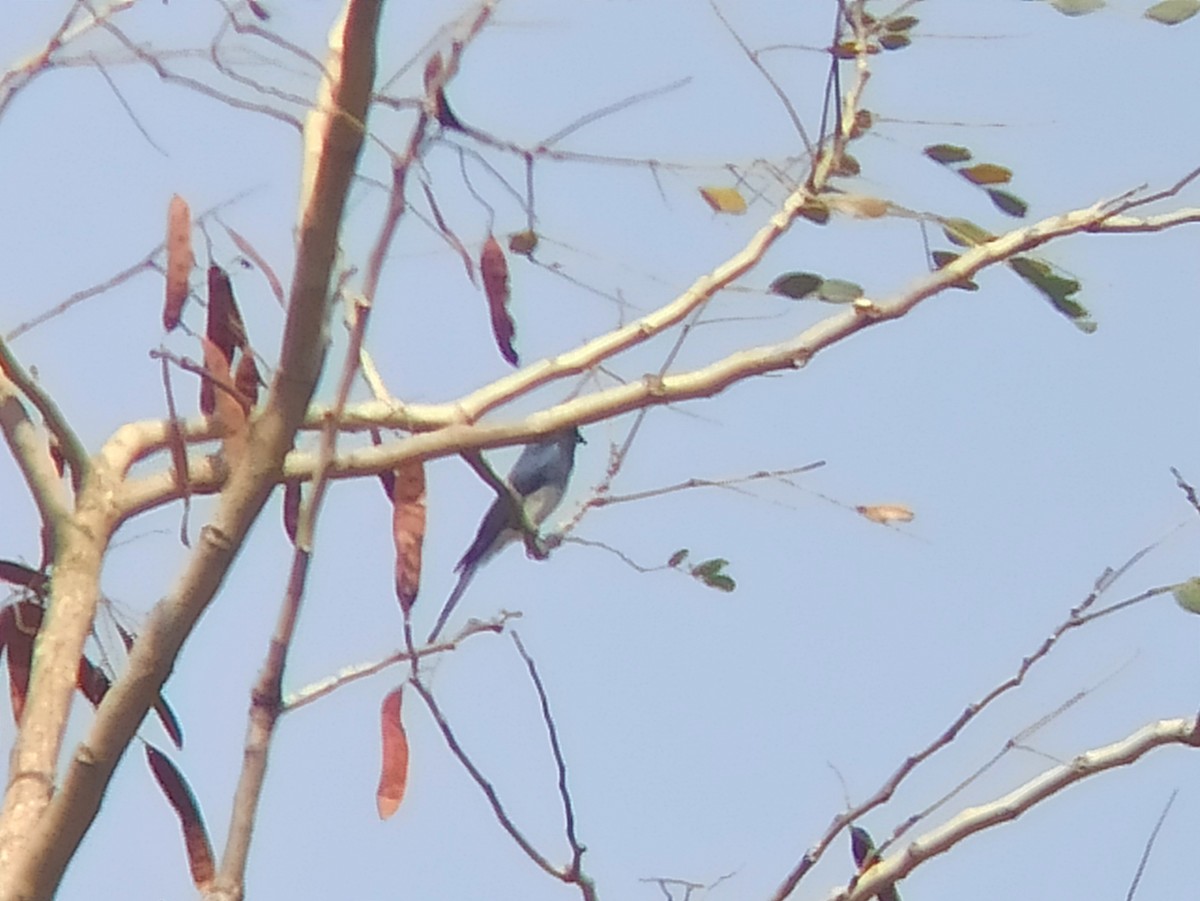 Drongo à ventre blanc - ML616099677