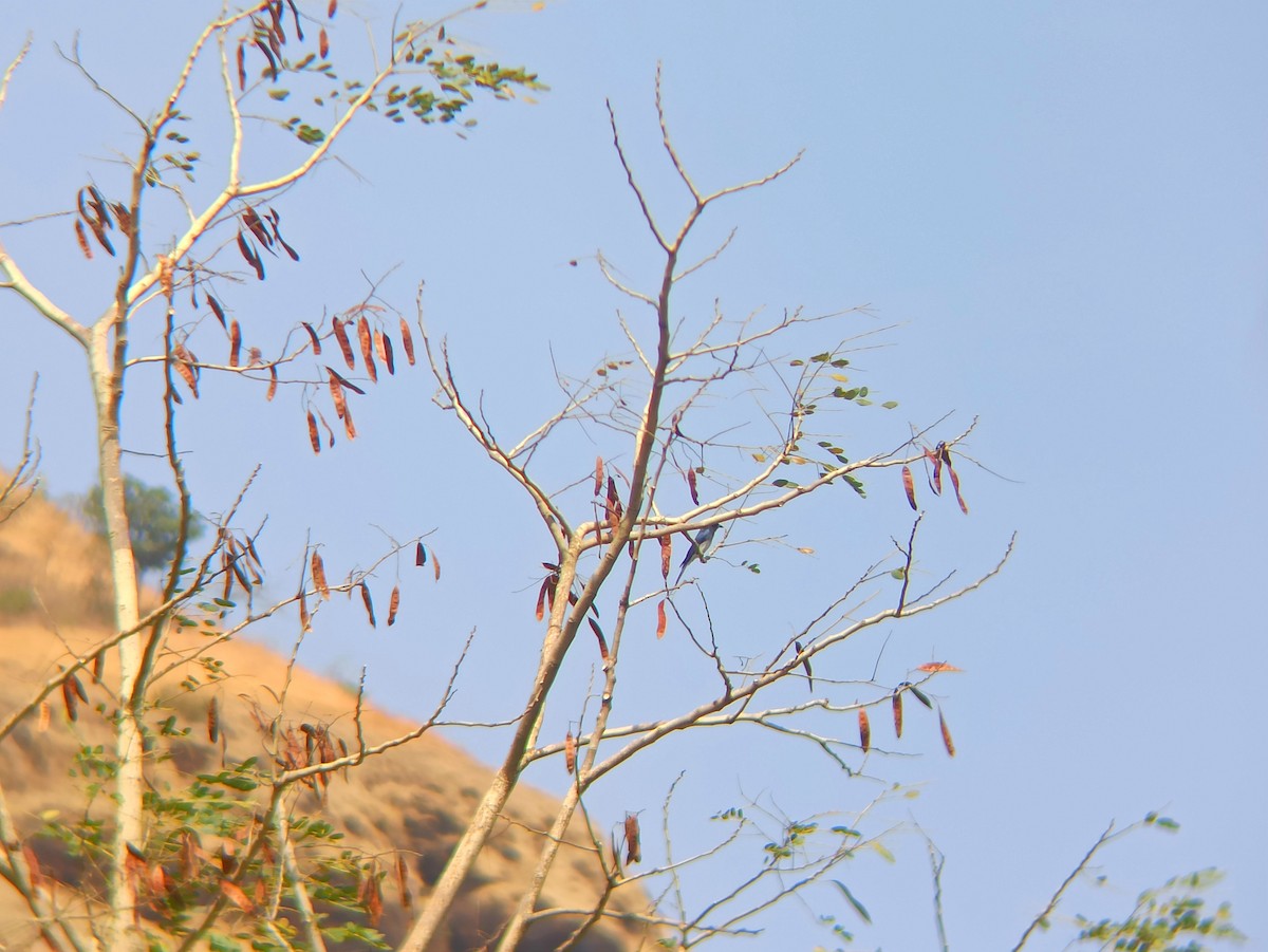 Drongo à ventre blanc - ML616099686