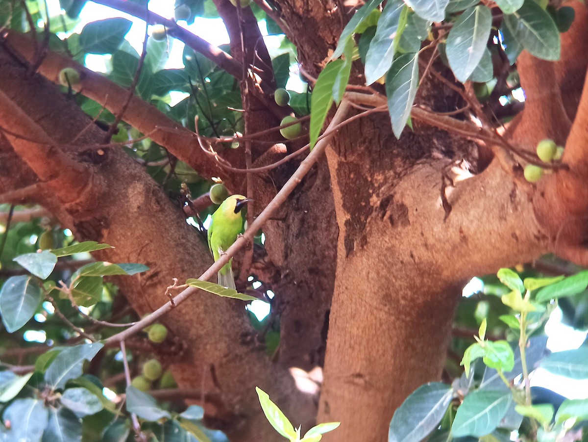 Jerdon's Leafbird - VIJAY WAYAL.