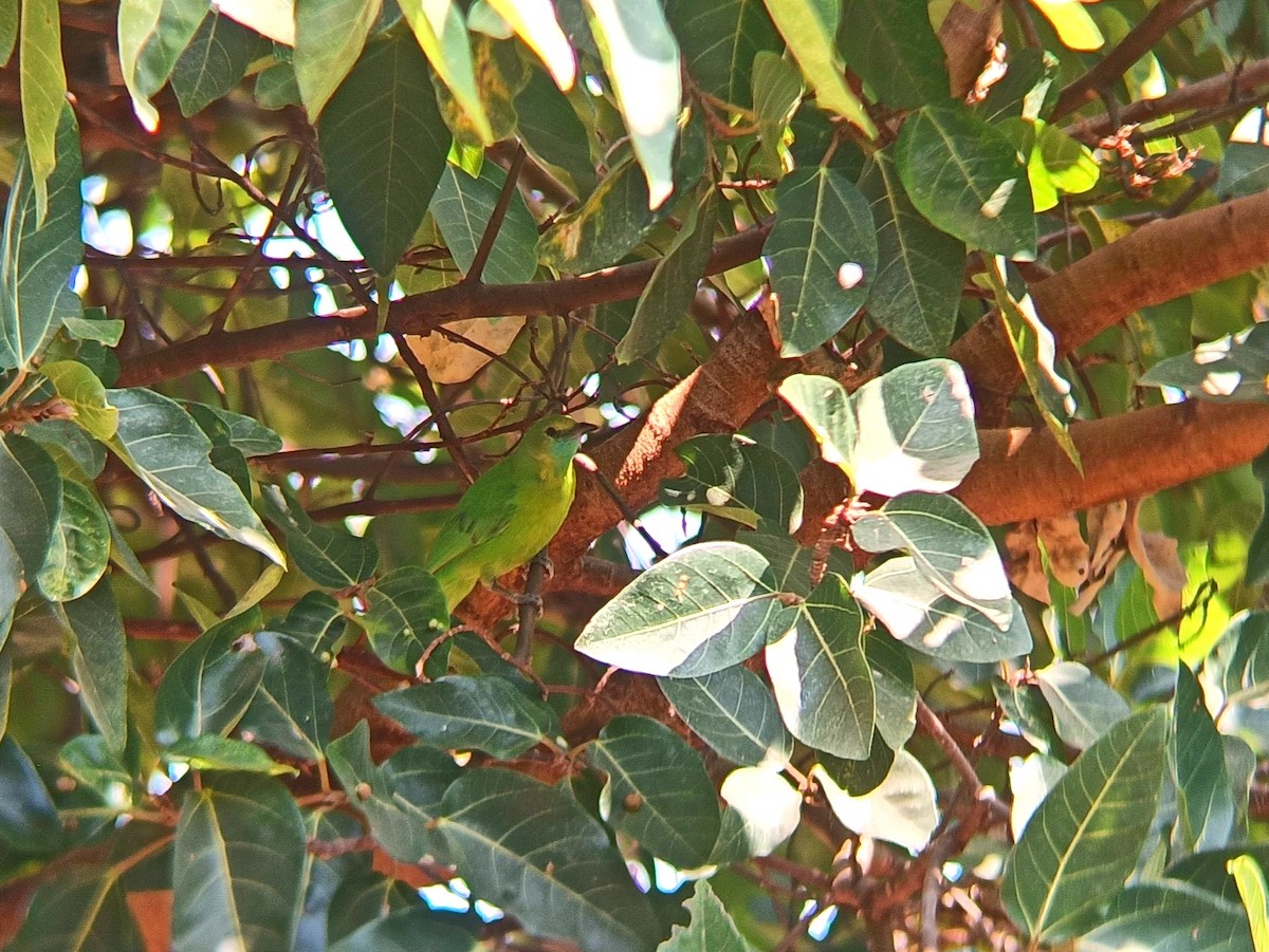 Jerdon's Leafbird - VIJAY WAYAL.