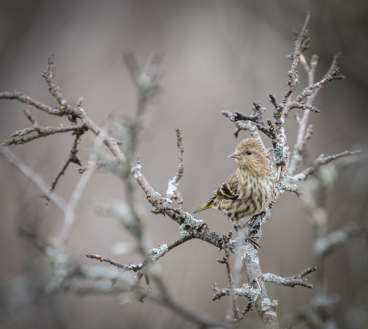 Pine Siskin - Rob Mikulec