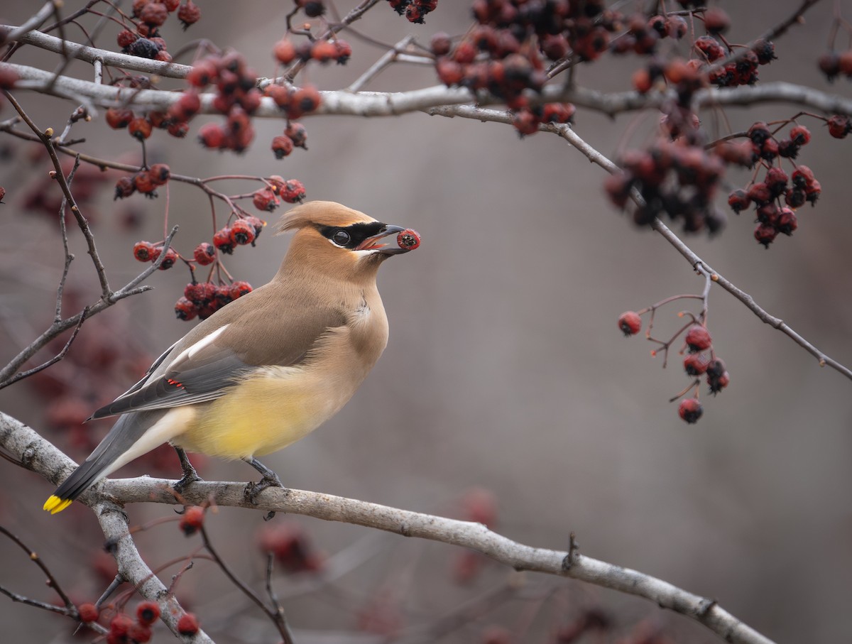 Cedar Waxwing - ML616099753