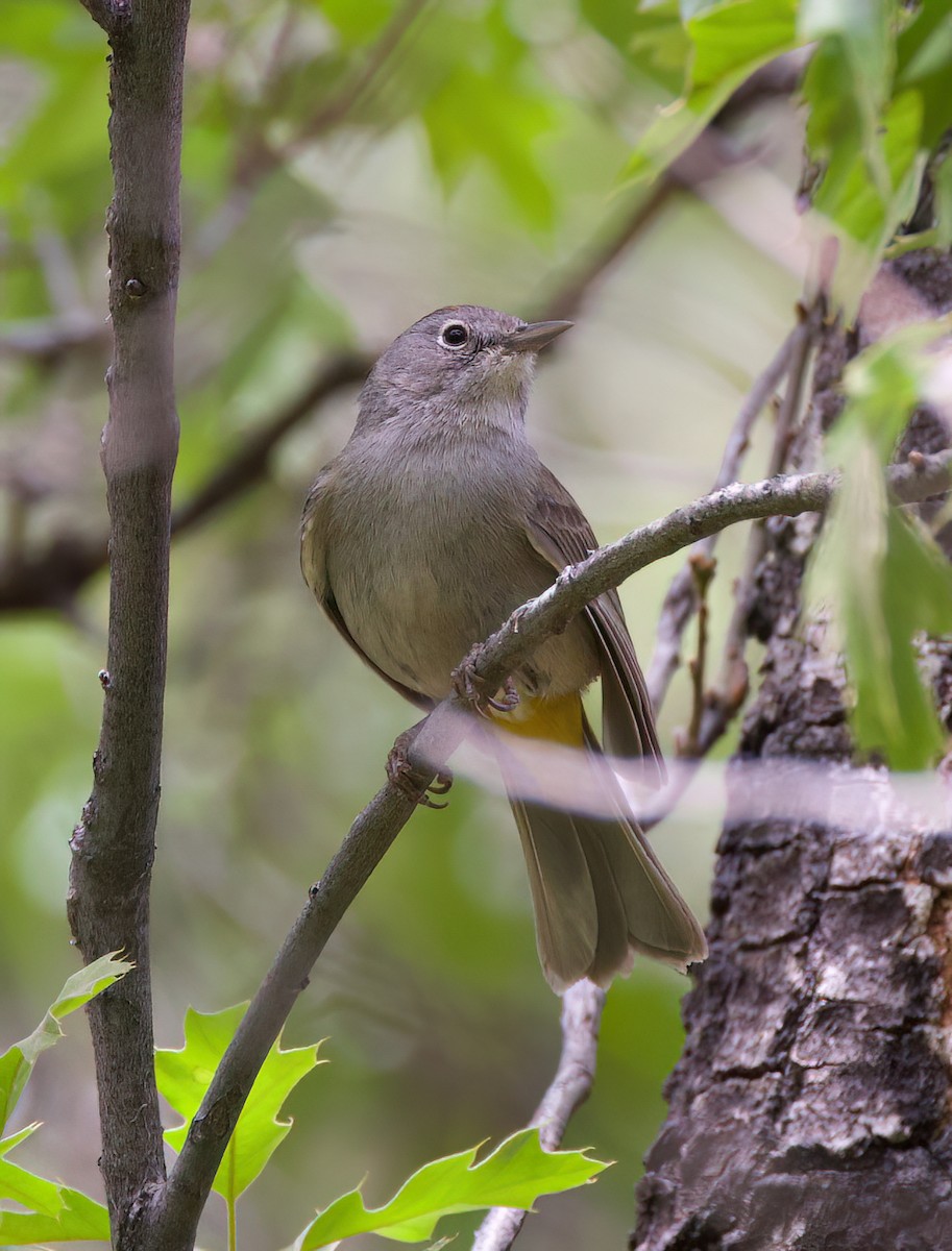 Colima Warbler - ML616099797