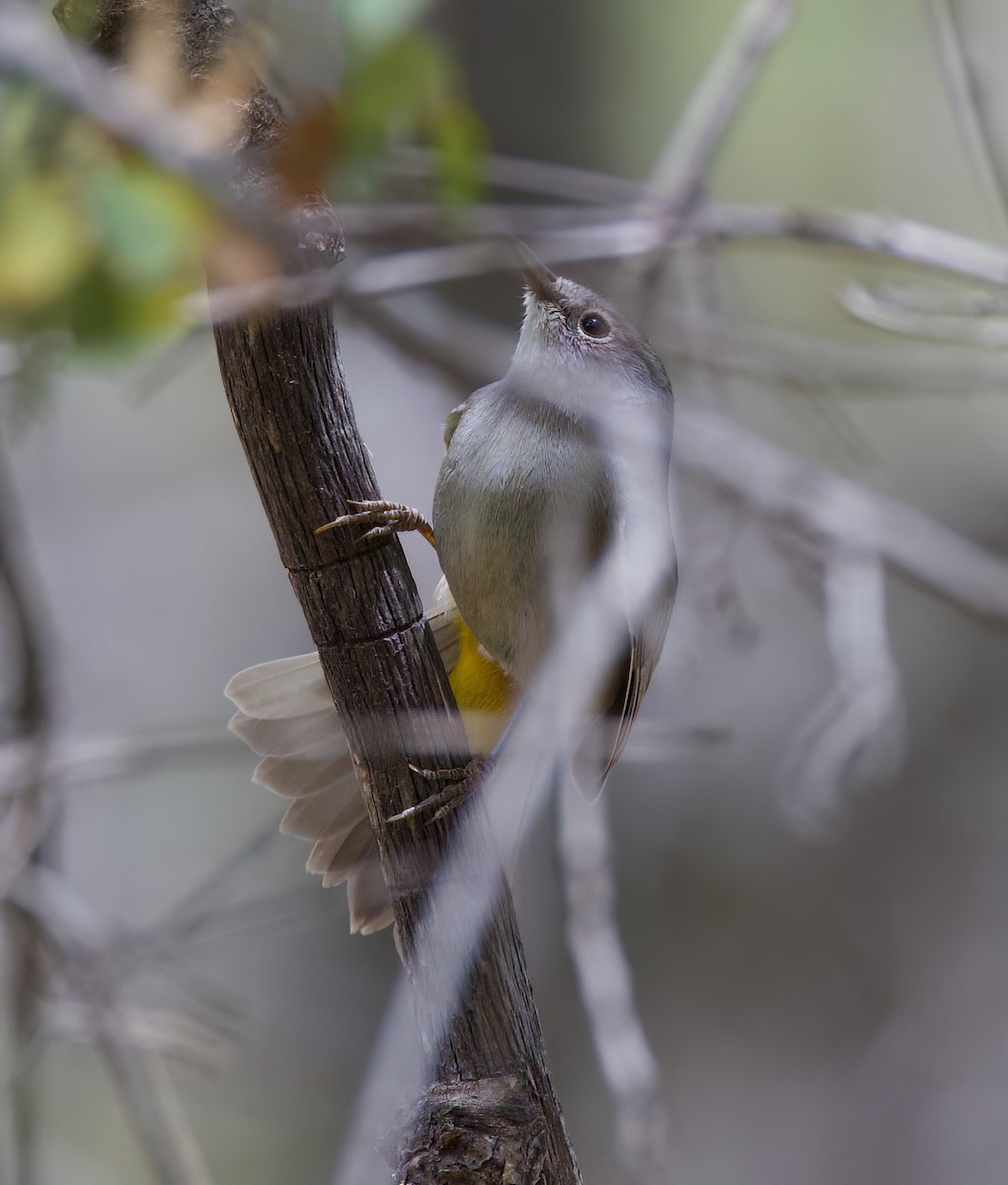 Colima Warbler - Matt Yawney