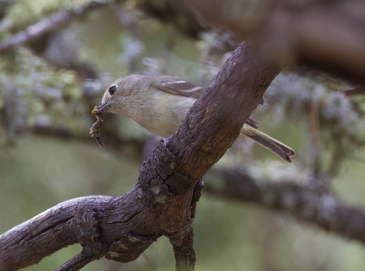 Hutton's Vireo - Matt Yawney