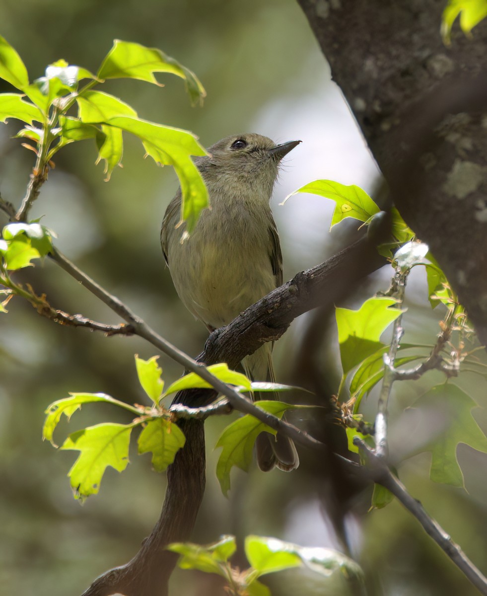 Hutton's Vireo - ML616099824