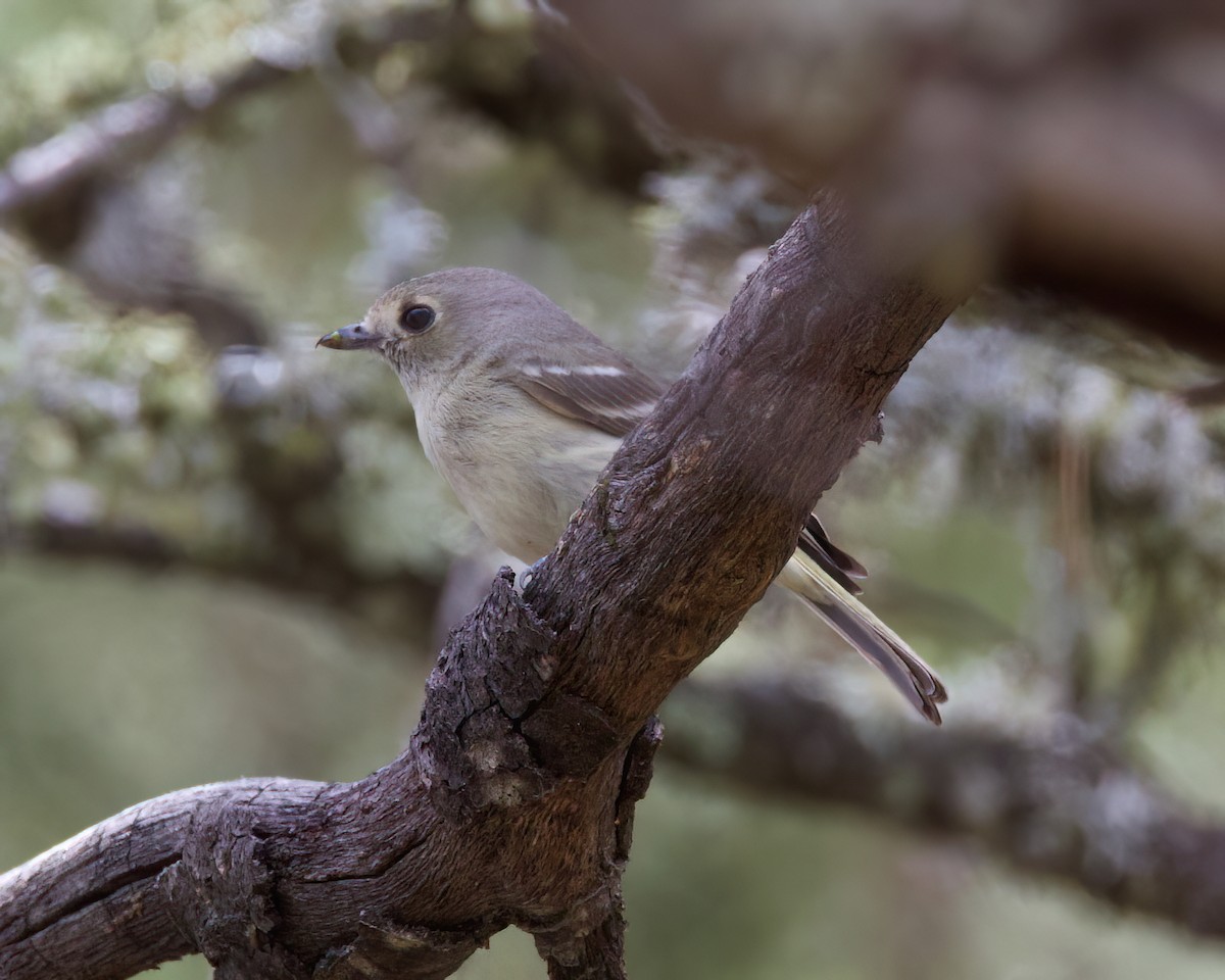 Hutton's Vireo - ML616099825