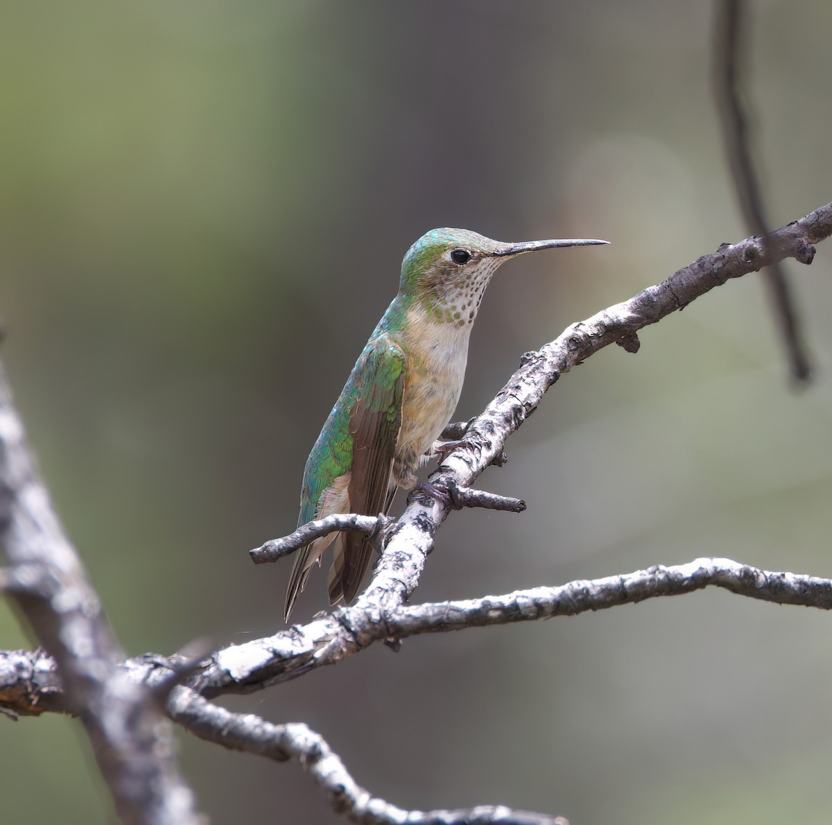 Geniş Kuyruklu Kolibri - ML616099840