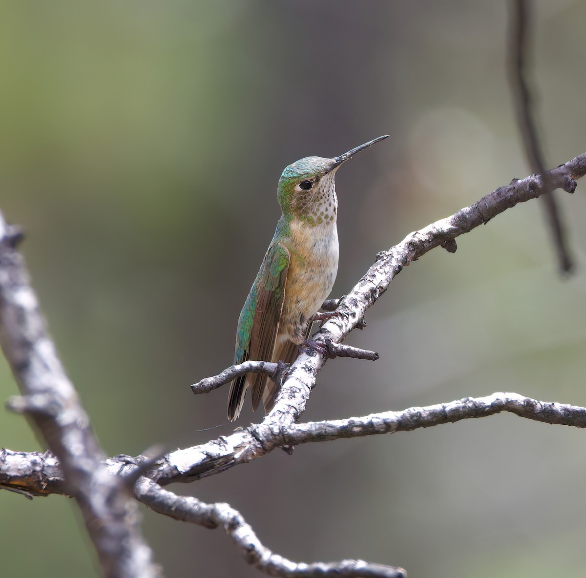 Colibrí Coliancho - ML616099841