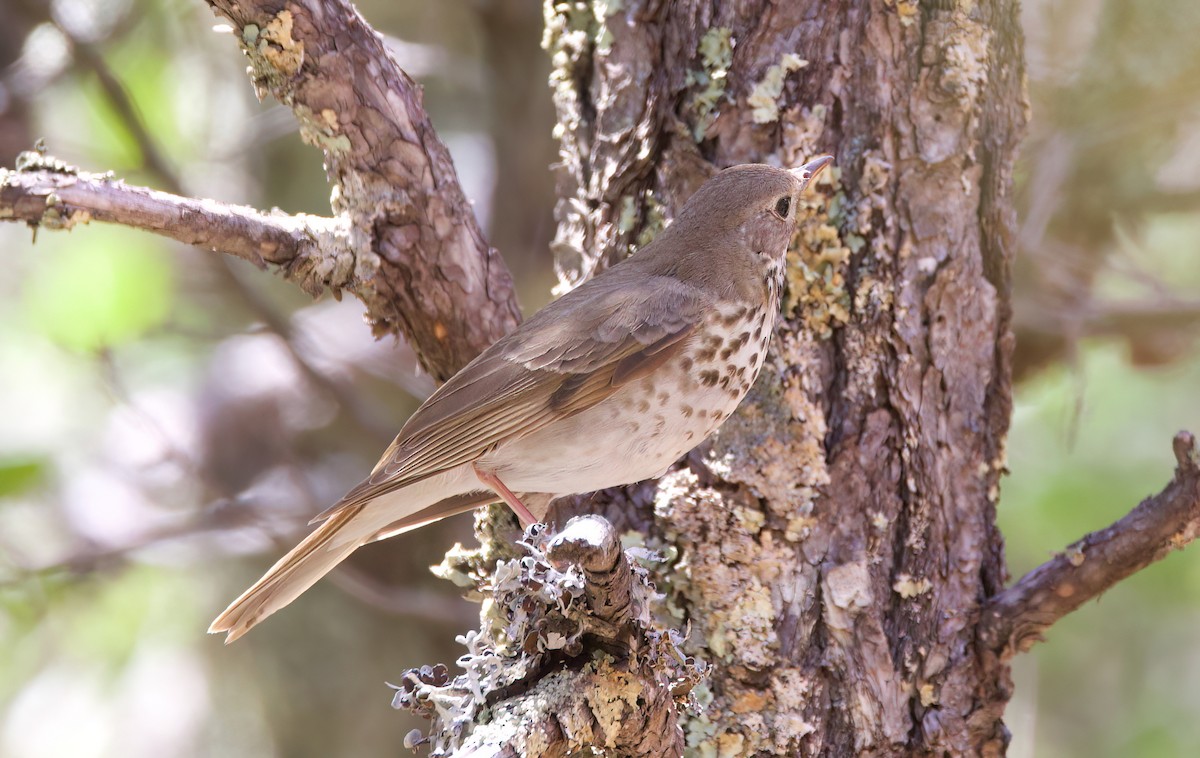 Hermit Thrush - ML616099845