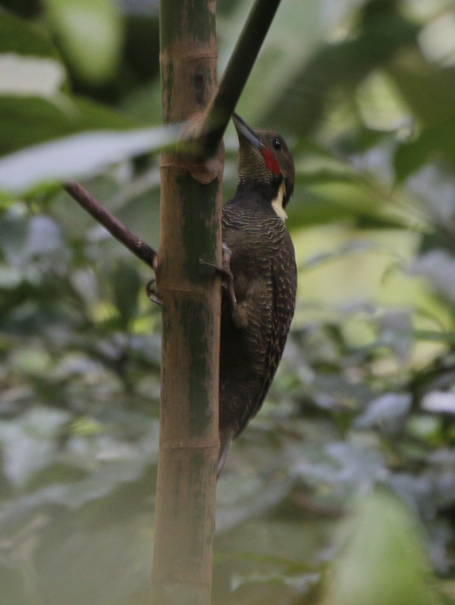 Buff-necked Woodpecker - Neoh Hor Kee