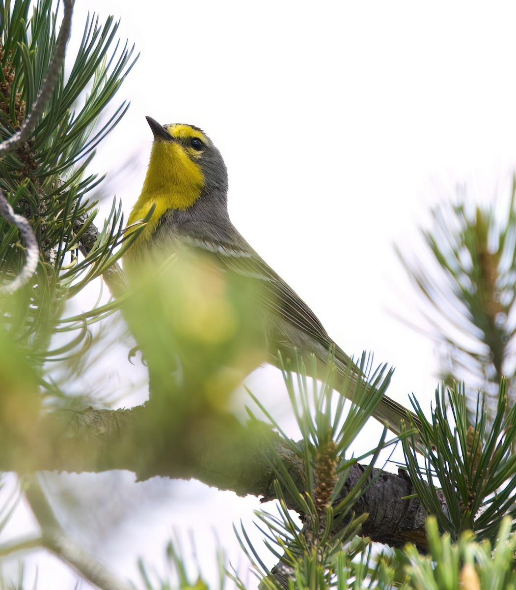 Grace's Warbler - ML616099896