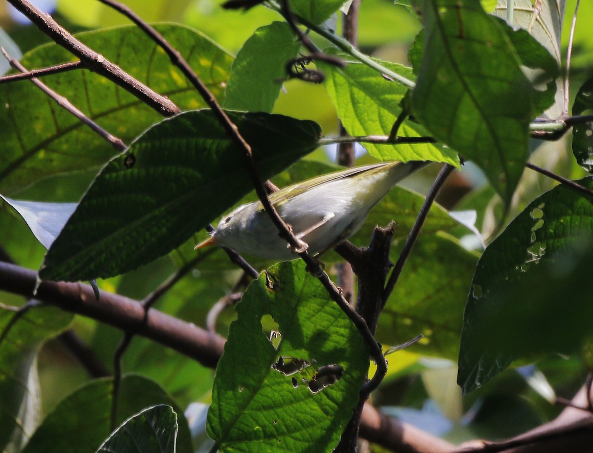 Eastern Crowned Warbler - Neoh Hor Kee