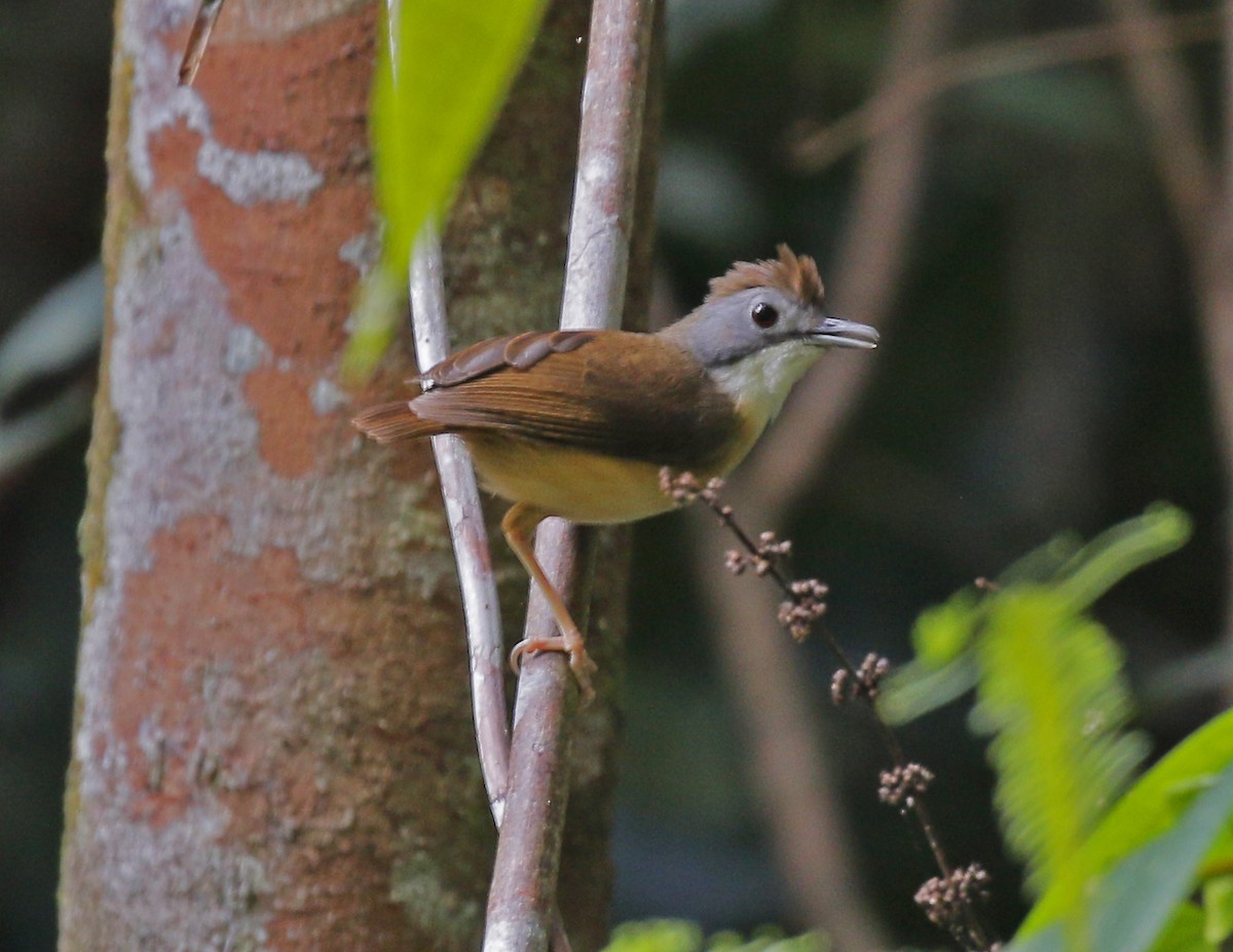 Short-tailed Babbler - ML616099905