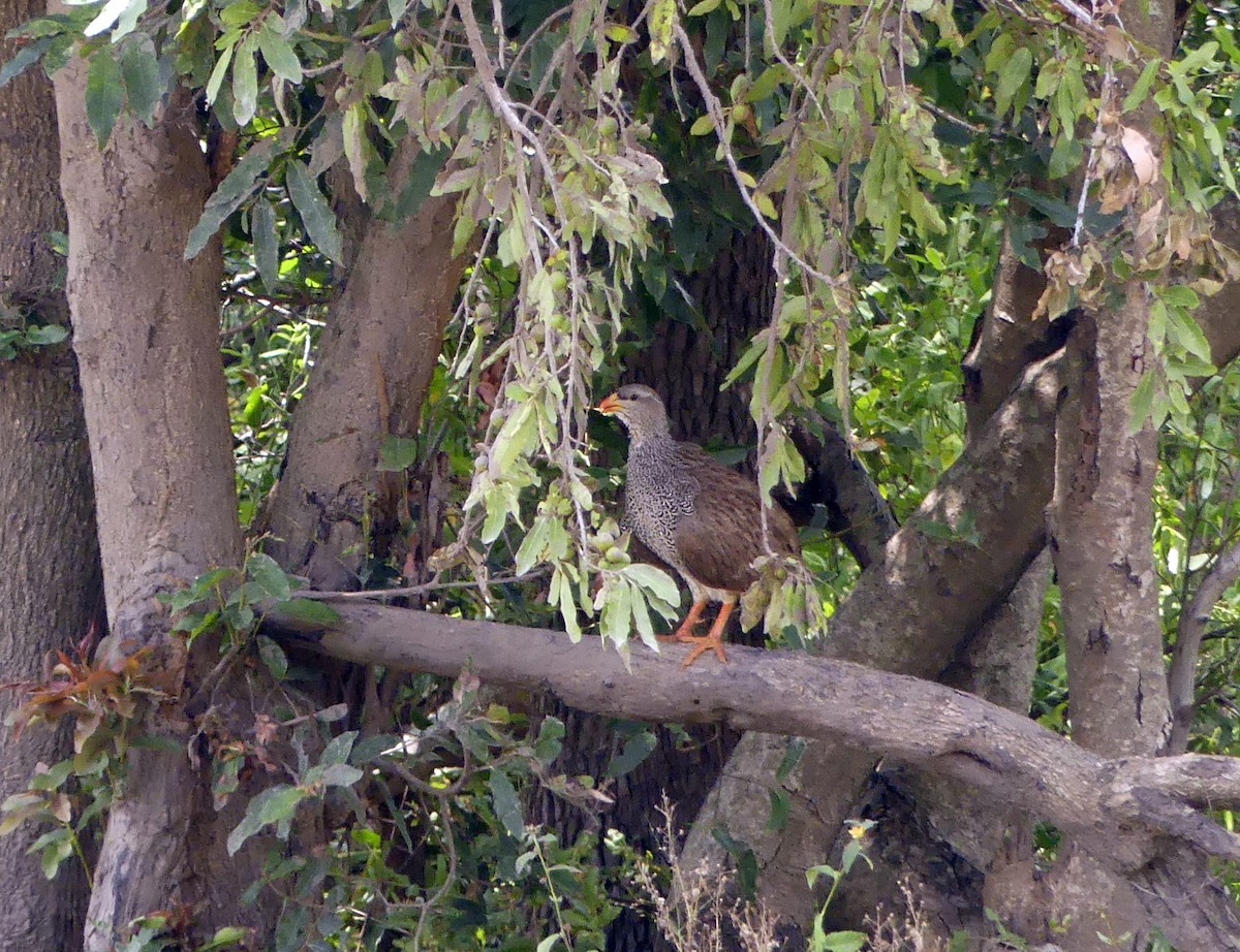 Natal Spurfowl - ML616099929