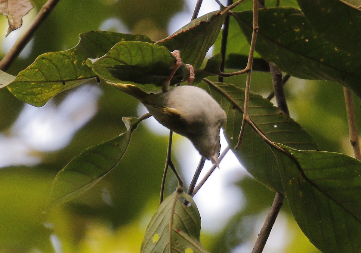 White-bellied Erpornis - Neoh Hor Kee