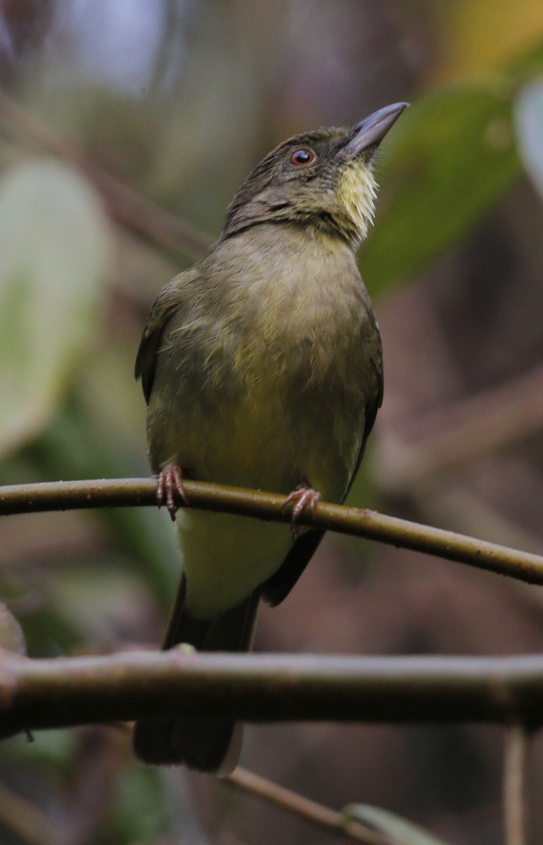 Finsch's Bulbul - ML616099948