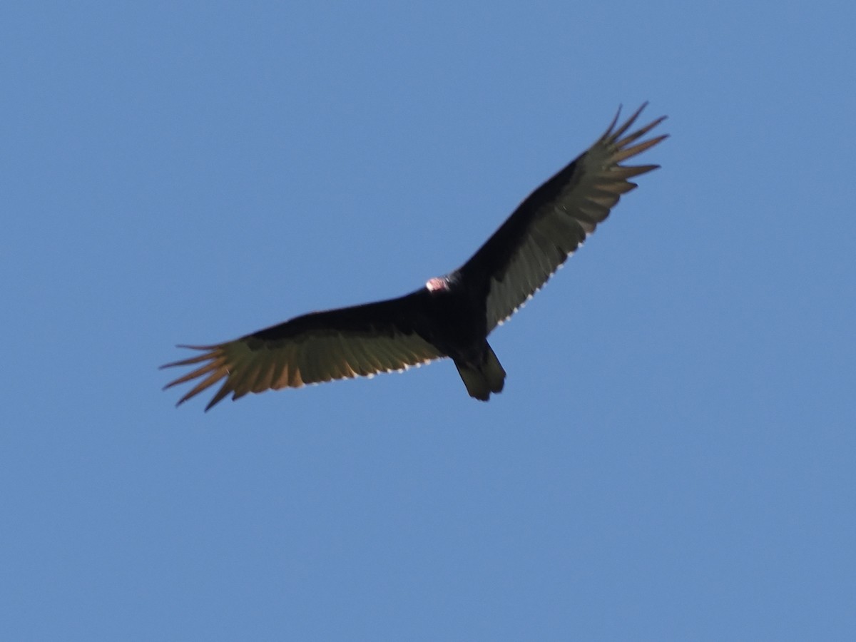 Turkey Vulture - ML616099999
