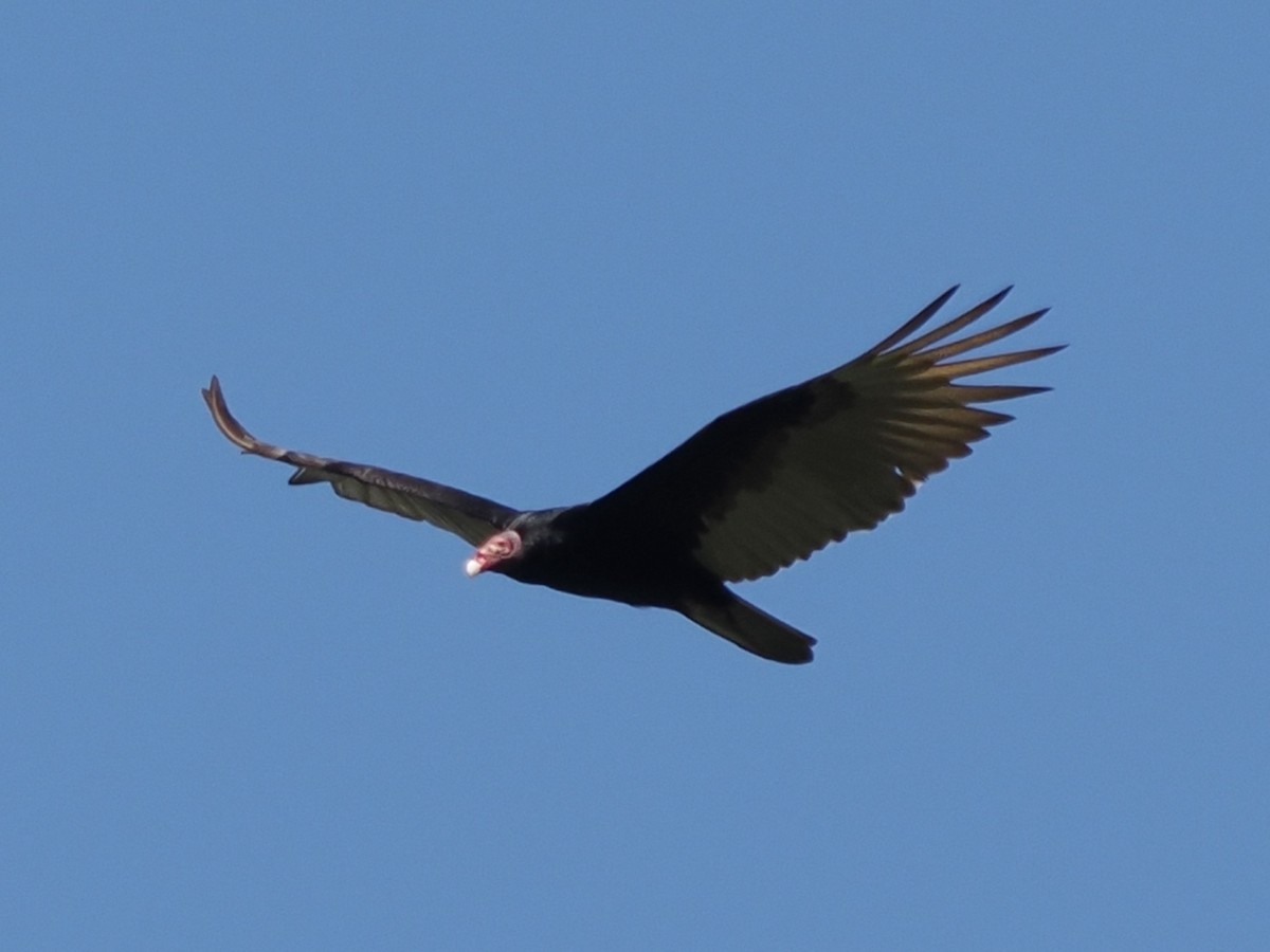 Turkey Vulture - ML616100002