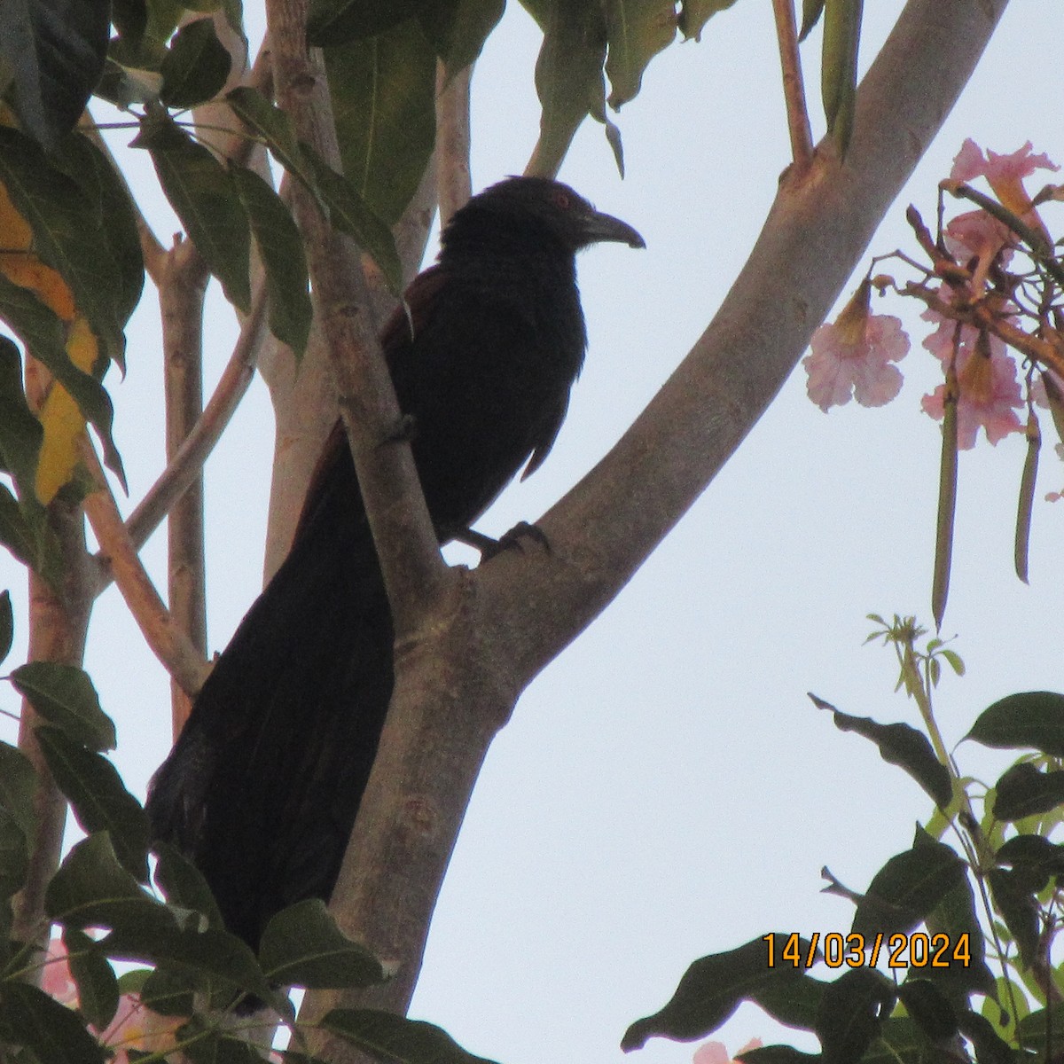 褐翅鴉鵑 - ML616100027