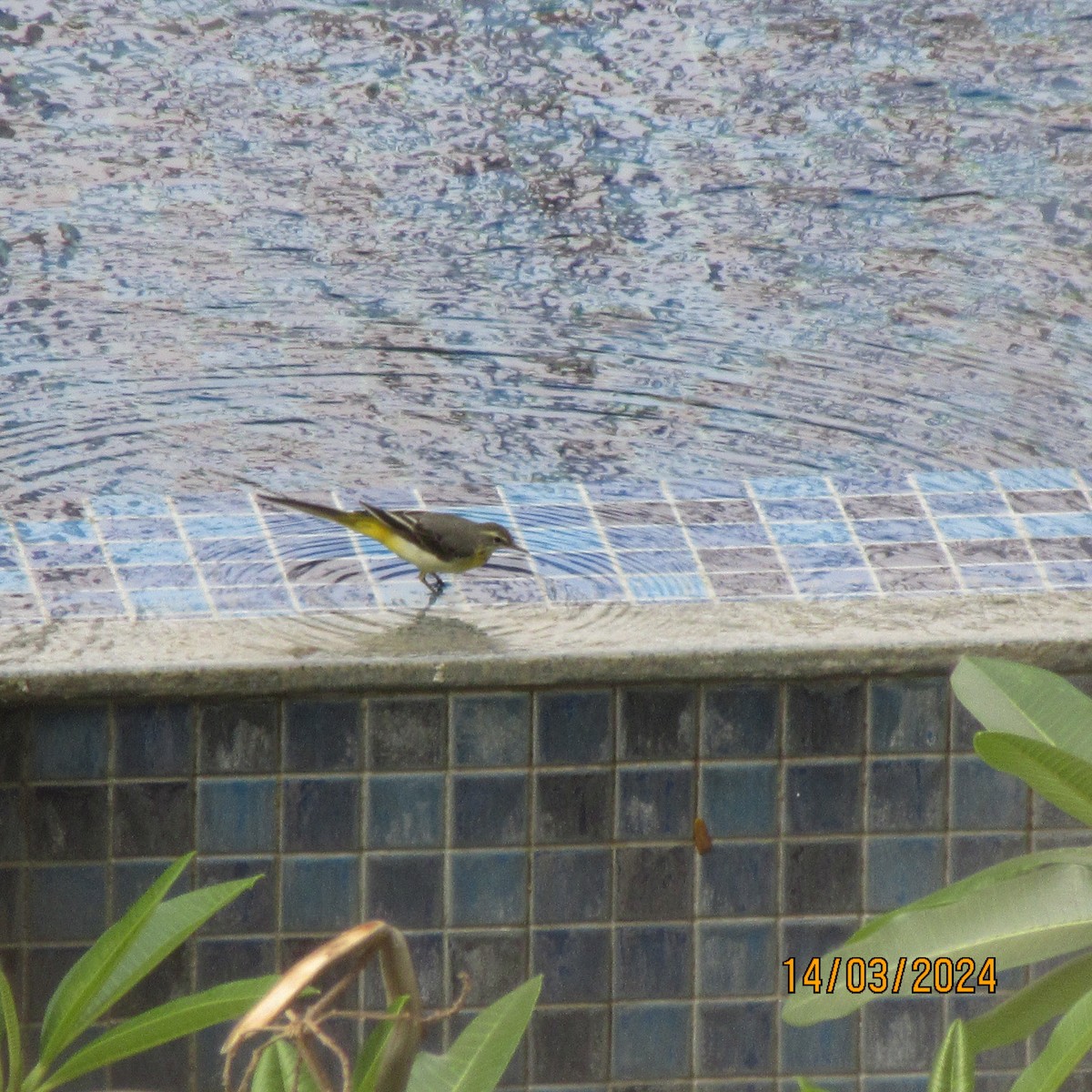 灰鶺鴒 - ML616100029