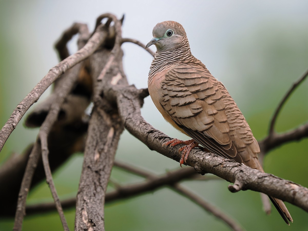 Peaceful Dove - ML616100036