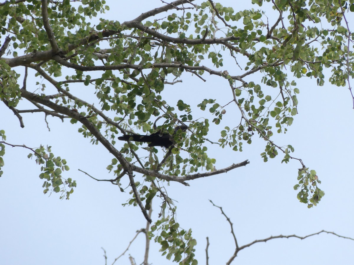 Common Scimitarbill - ML616100086