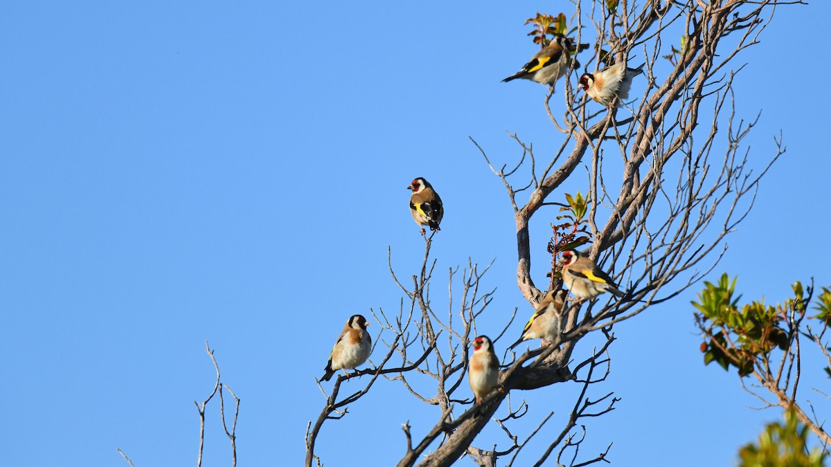 European Goldfinch - ML616100096