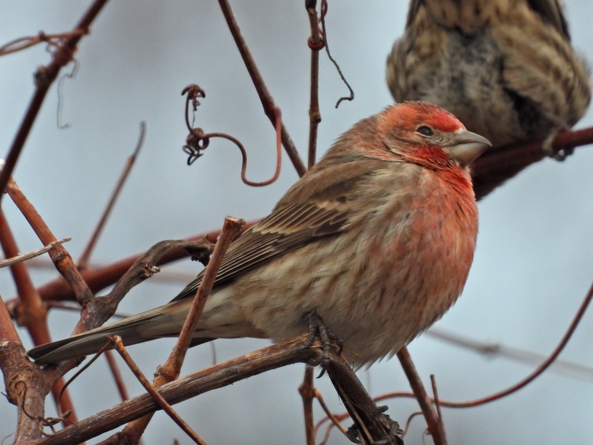 House Finch - ML616100097