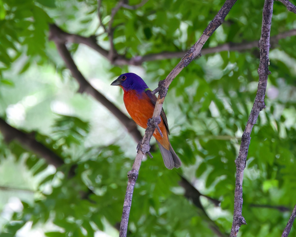 Painted Bunting - ML616100121