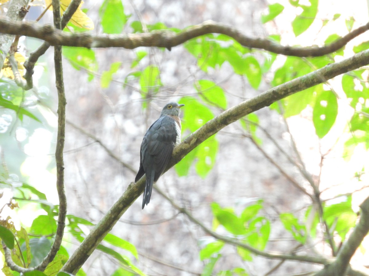 Red-chested Cuckoo - ML616100166