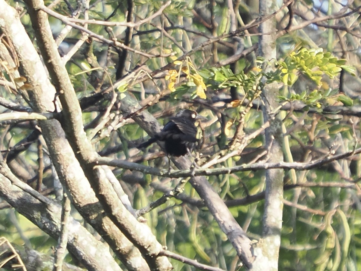 Greater Antillean Grackle - ML616100193