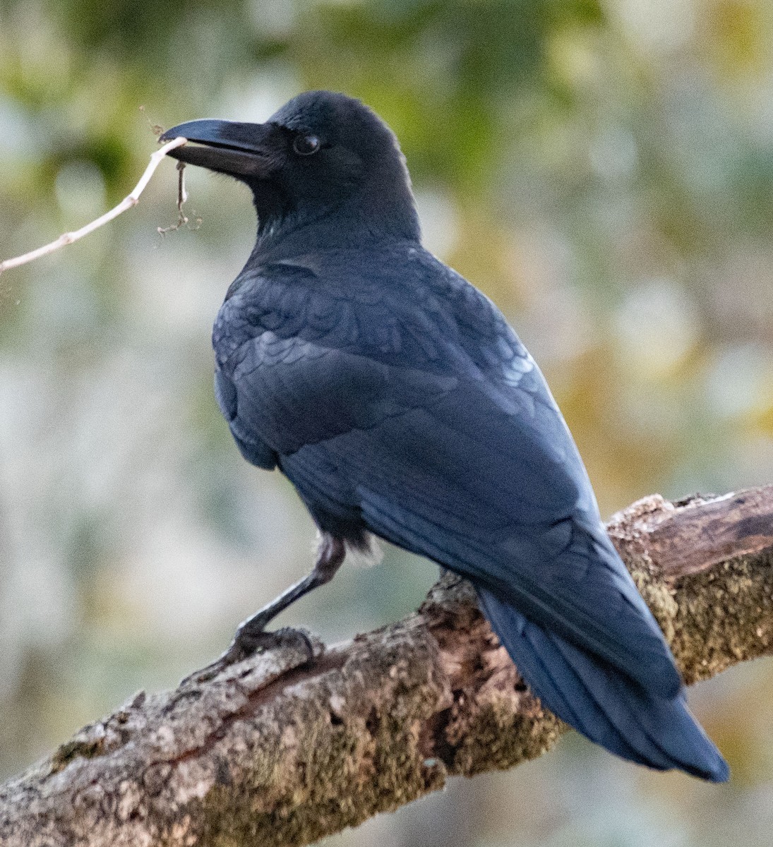 Large-billed Crow - Alok Jaimal